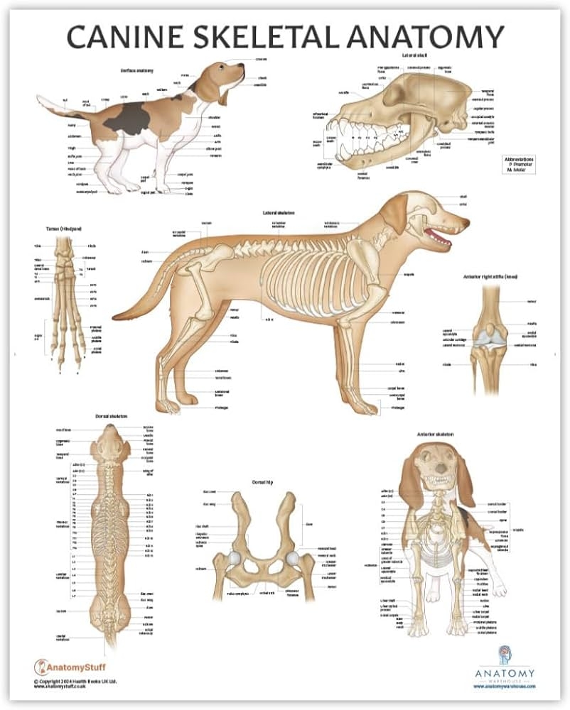 Amazon Anatomy Lab Canine Skeletal Anatomy Poster 17 3 X 22 5 Inches Dog Skeletal System Diagram Animal Anatomical Char Anatomy Warehouse Industrial Scientific