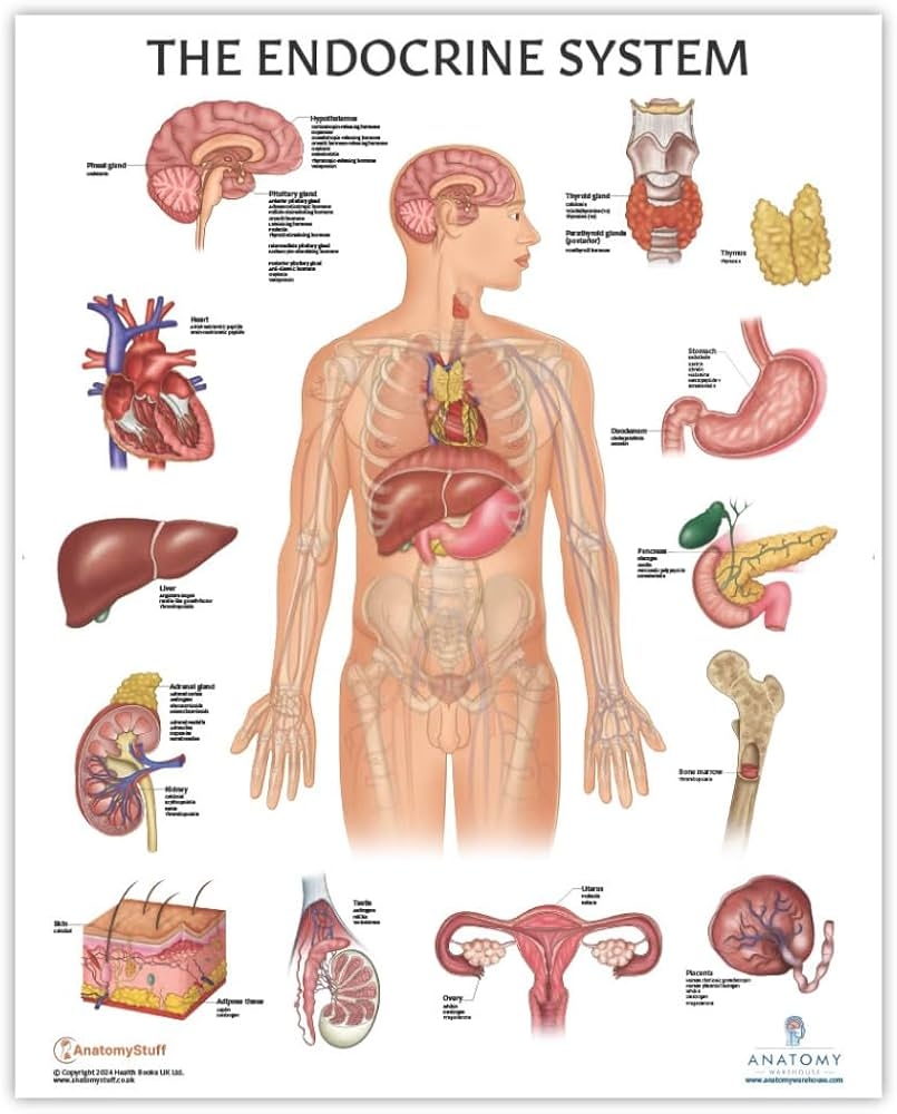 Amazon Anatomy Lab Human Endocrine System Anatomy Poster 17 3 X 22 5 Inches Body System Diagram Anatomical Chart For Education Learning And Students Industrial Scientific Amazon Anatomy Lab Human Endocrine System Anatomy Poster 17 3 X 22 5 Inches Body System Diagram Anatomical Chart For Education Learning And Students Industrial Scientific