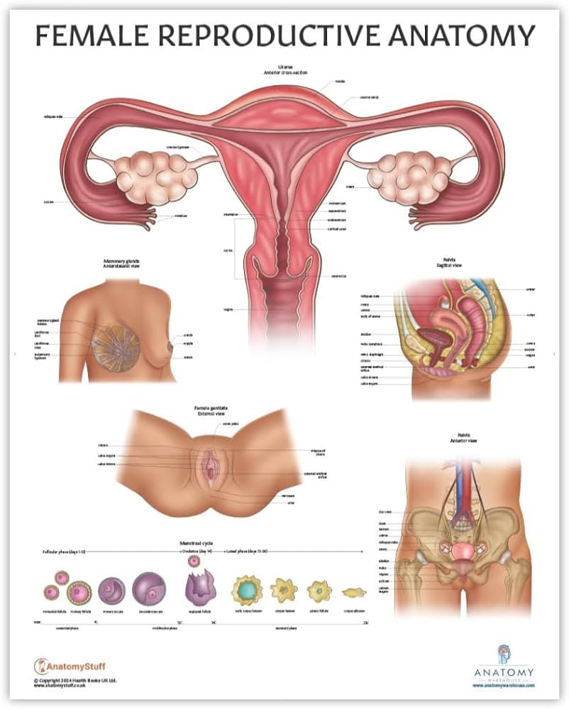 Amazon Anatomy Lab Human Female Reproductive System Anatomy Poster 17 3 X 22 5 Inches Detailed Female Anatomy Poster Industrial Scientific Female Human Internal Anatomy Diagram Royalty Free Vector VectorStock