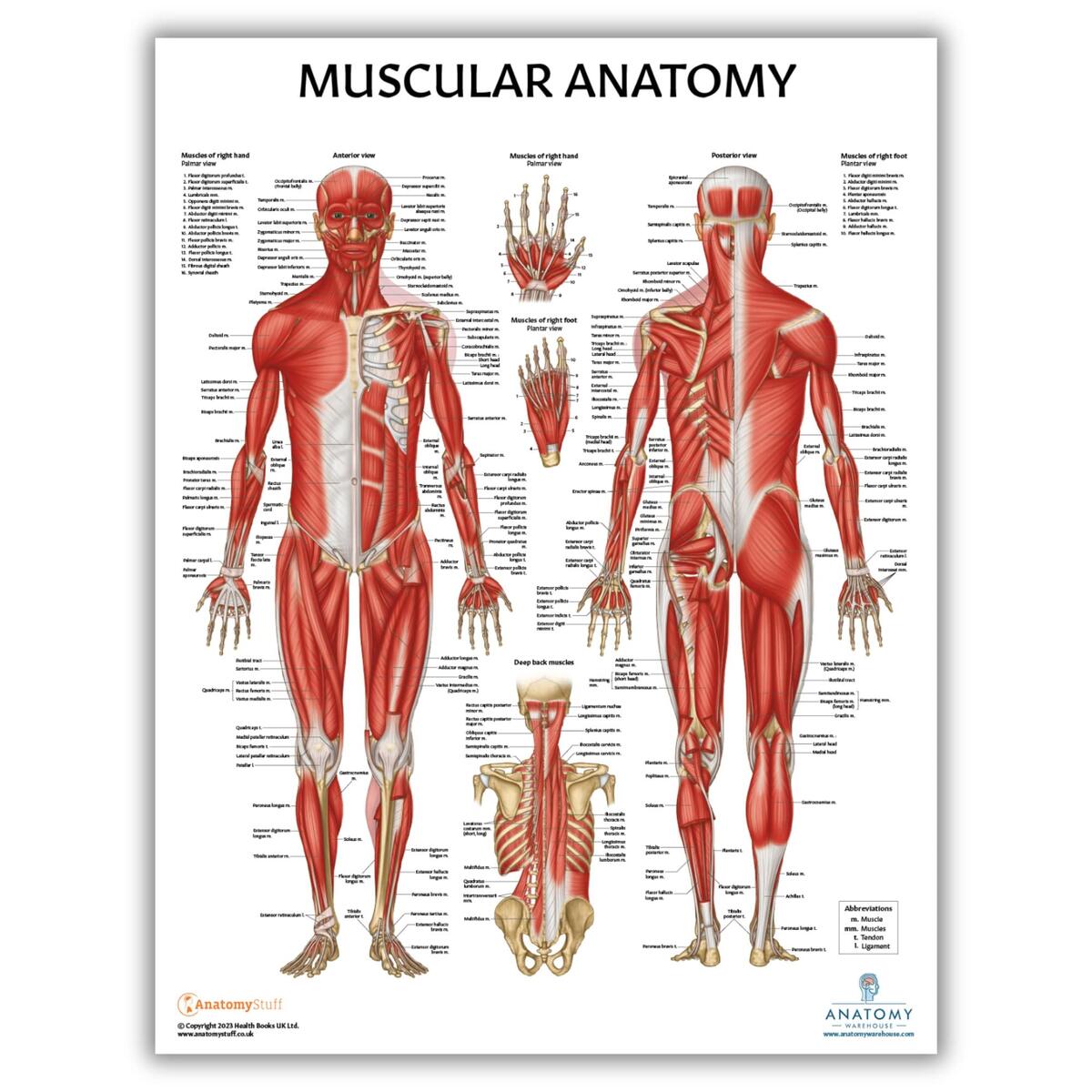 Body Diagrams Society Of Asylum Medicine