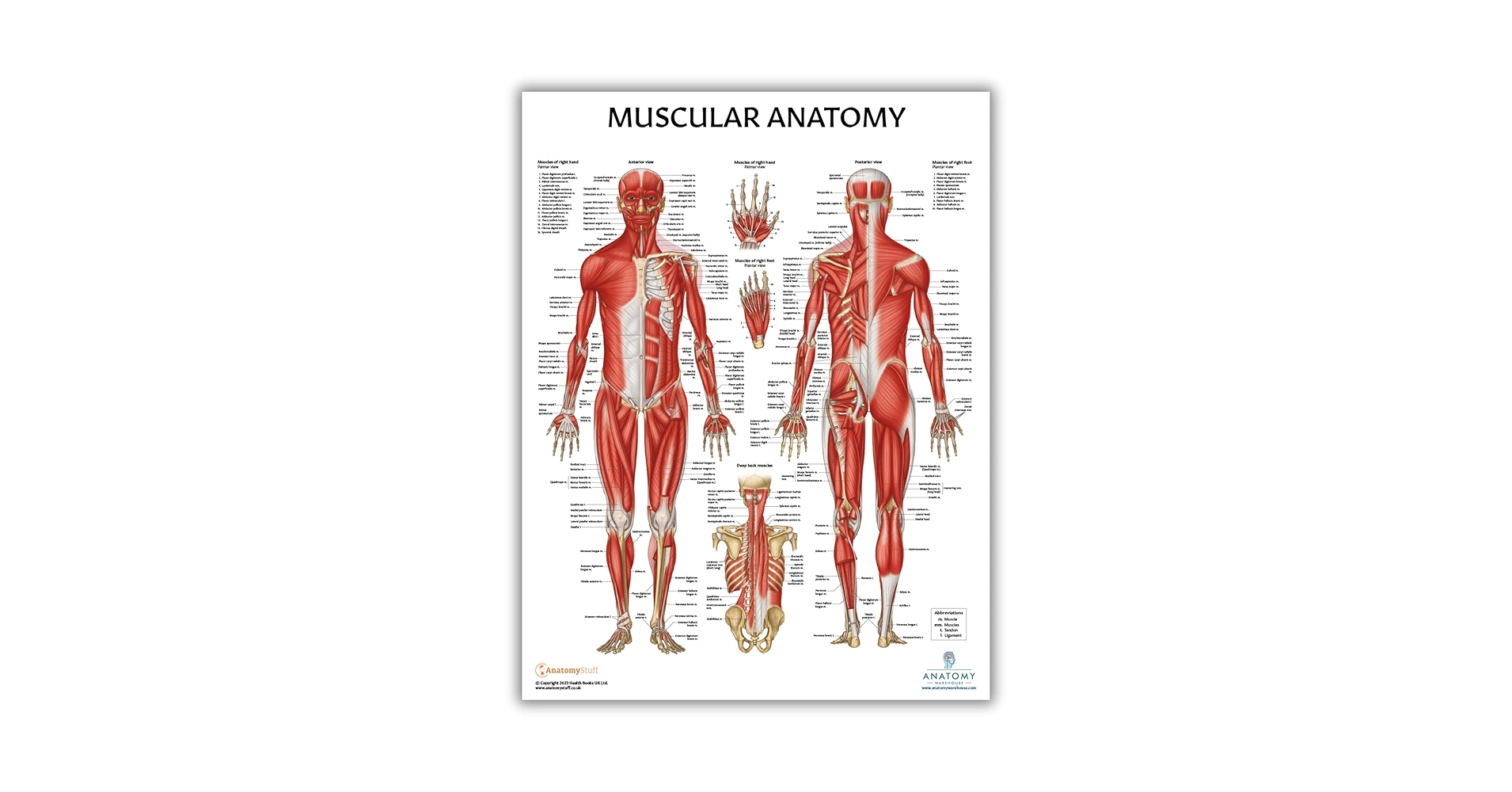 Amazon Anatomy Lab Muscular System Anatomical Chart LAMINATED 17 3 X 22 5 Inches Muscles Diagram Medical Posters Muscular System Poster Human Anatomy Poster Industrial Scientific