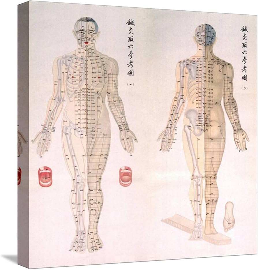 Amazon Holism Prints Acupuncture Meridian Chart With Female Body TCM Chinese Medicine 17 X 22 Health Household