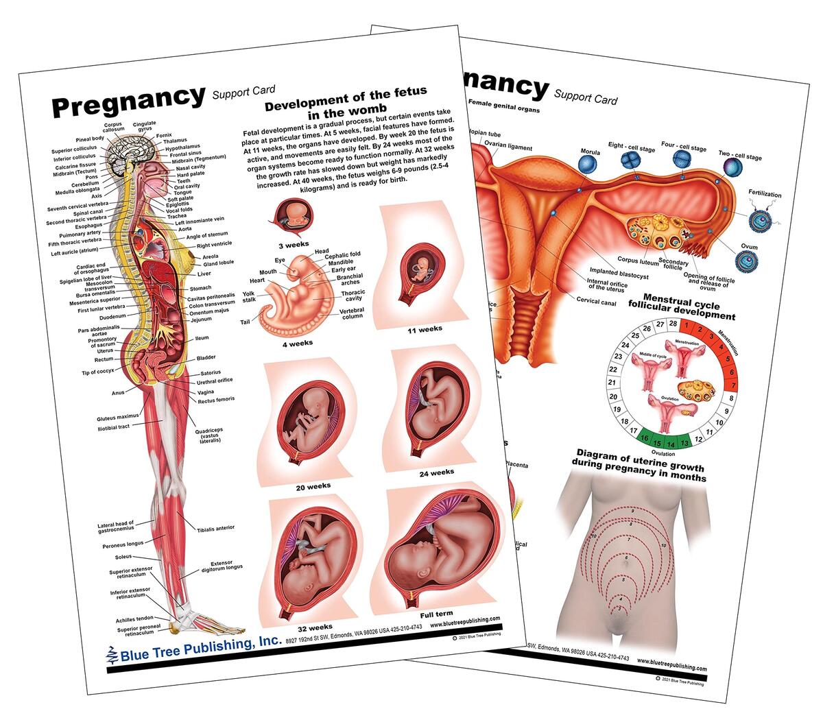Amazon Blue Tree Publishing Pregnancy Chart A4 Size And Dry Erase Compatible Office Products Amazon Blue Tree Publishing Pregnancy Chart A4 Size And Dry Erase Compatible Office Products