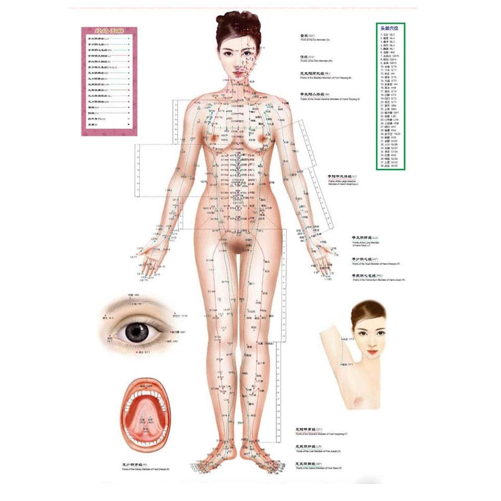 Amazon Co Jp Acupuncture And Masseur Suitable For Female Acupuncture Meridians Map English Translation 3 Help You Quickly Learn The Standard Wall Chart Of The Human Body Meridian Points Health Personal Care