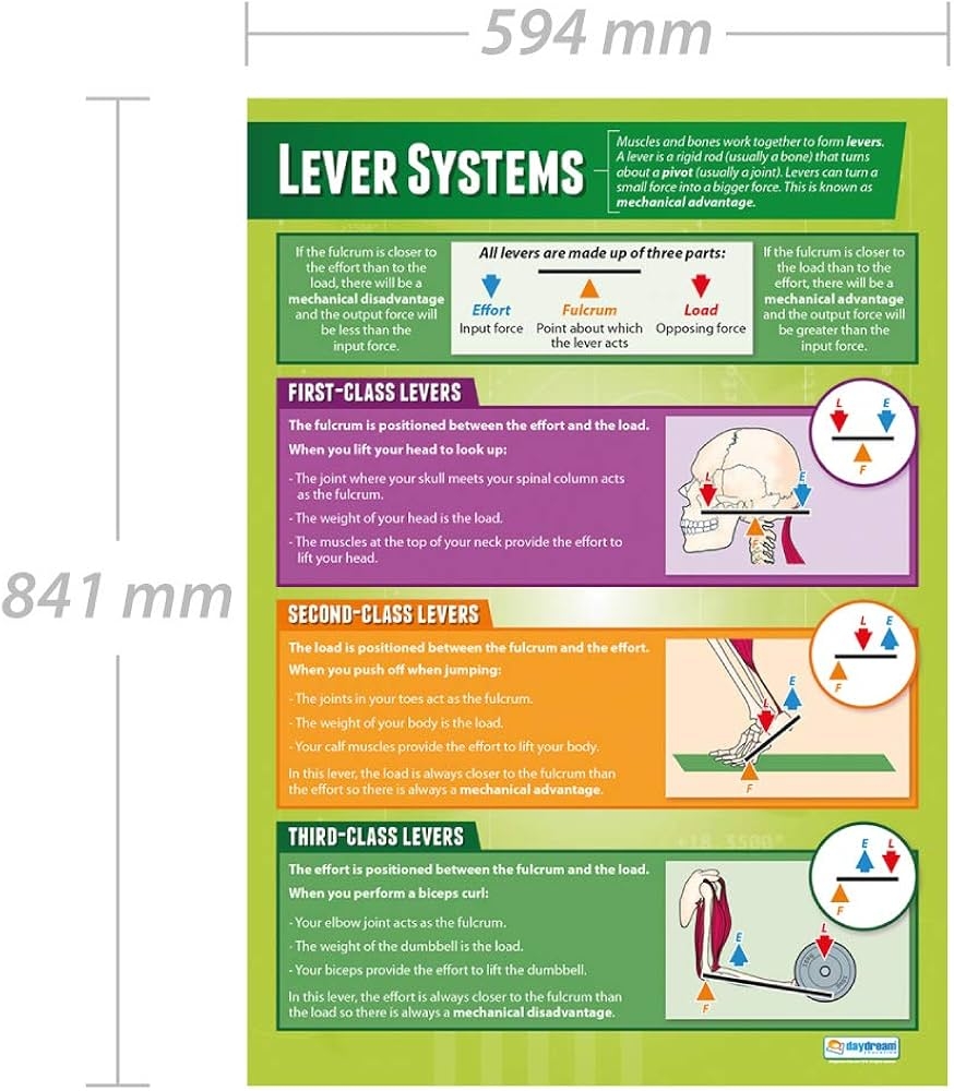 Levers Human Body Over 83 Royalty Free Licensable Stock Illustrations Drawings Shutterstock