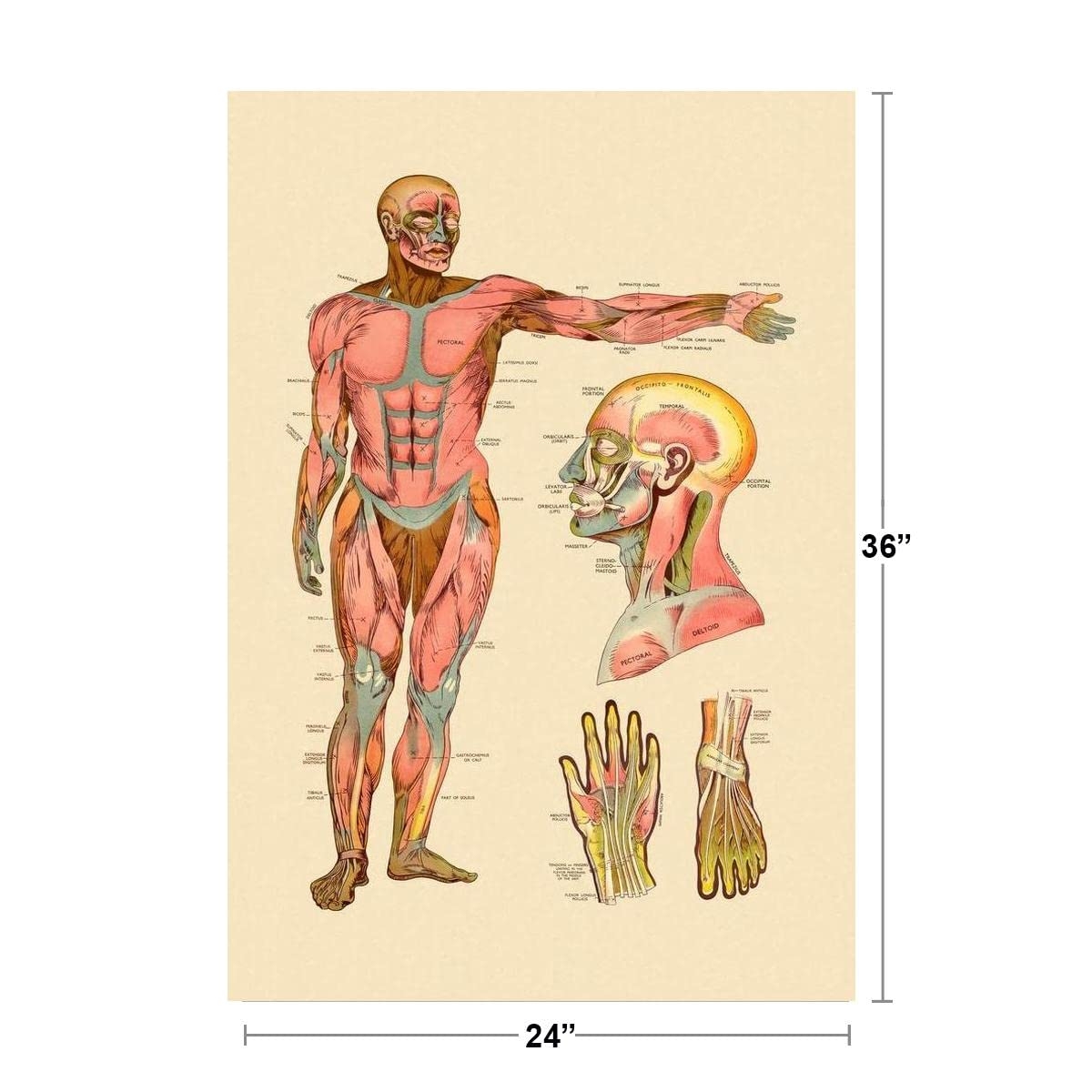 Anatomy Chart Authentic Vintage Human Diagram From 1957 Anatomical Chart Co The Lymphatic System Etsy