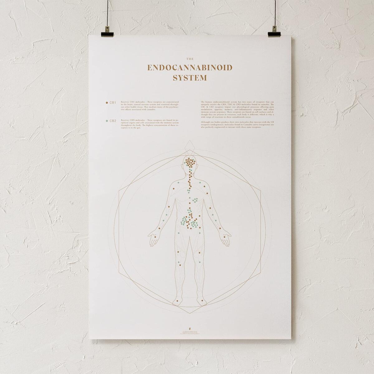 Amazon Goldleaf Endocannabinoid System Map Art Print Educational Human Anatomy Infographic Medical Marijuana Poster Illustrated CB Receptor Chart Cannabis Dispensary Wall Art 24x36 Cocorina Goldleaf Industrial Scientific Amazon Goldleaf Endocannabinoid System Map Art Print Educational Human Anatomy Infographic Medical Marijuana Poster Illustrated CB Receptor Chart Cannabis Dispensary Wall Art 24x36 Cocorina Goldleaf Industrial Scientific