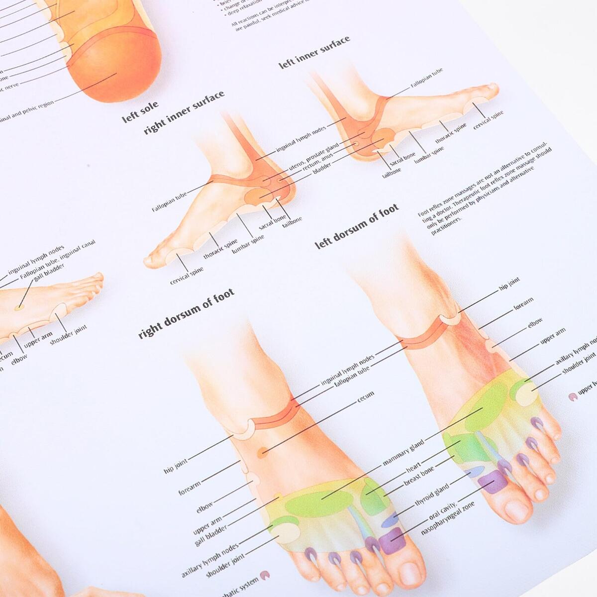 Amazon Healvian Foot Reflexology Chart Poster For Medical Professionals Educational Wall Art For For Classrooms And Exam Rooms And Informative Design Office Products