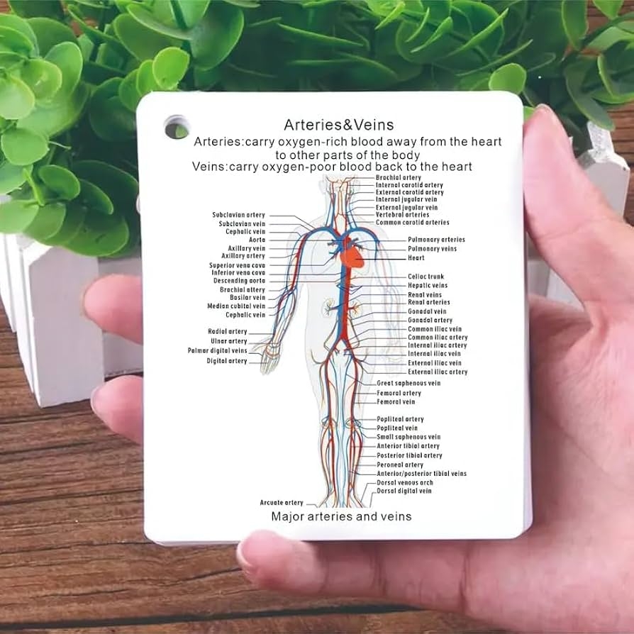 Amazon Human Body System Anatomy Card 1 Set Medical Nursing Learning Guide With Rings Portable Learning Card For Students Gift For Students Square Nursing Flashcards Toys Games Amazon Human Body System Anatomy Card 1 Set Medical Nursing Learning Guide With Rings Portable Learning Card For Students Gift For Students Square Nursing Flashcards Toys Games