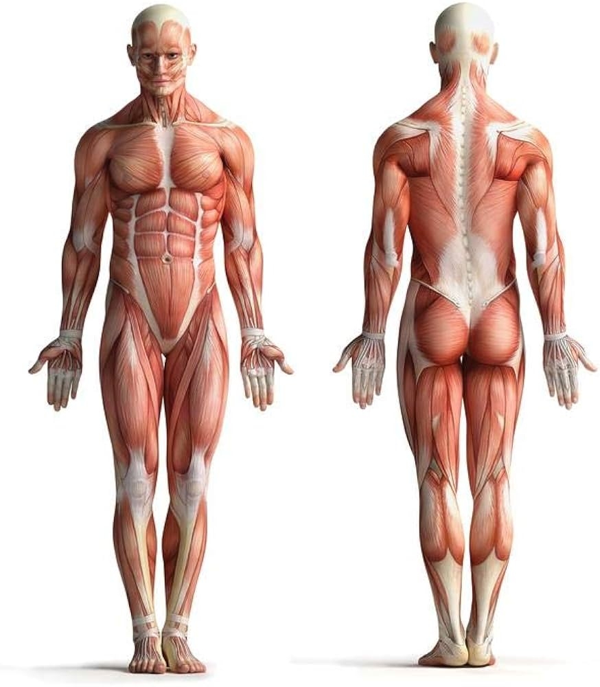 Amazon Laminated Male Human Anatomy Muscles Diagram Chart Poster Dry Erase Wall Art 12x18 Industrial Scientific