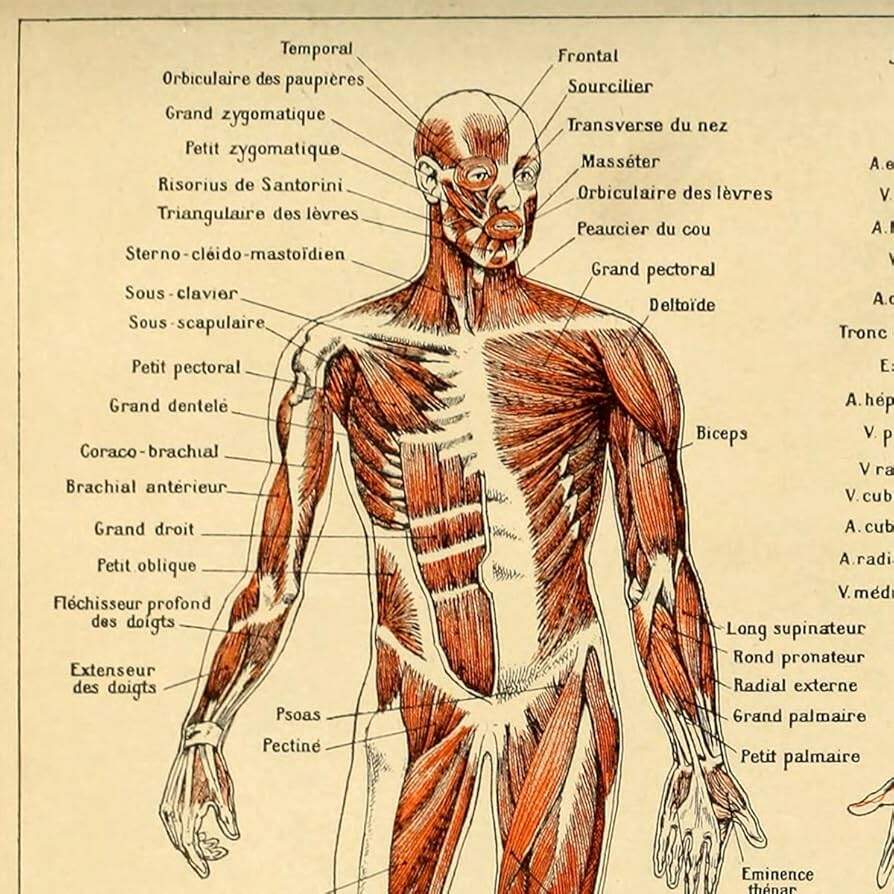 Amazon Meishe Art Vintage Poster Print Human Anatomy Reference Illustration Chart Diagram Layout Blood Vascular System Circulatory Muscular System Medical Skeleton Body Muscle Wall Decor 15 75 X 23 62 Industrial Scientific