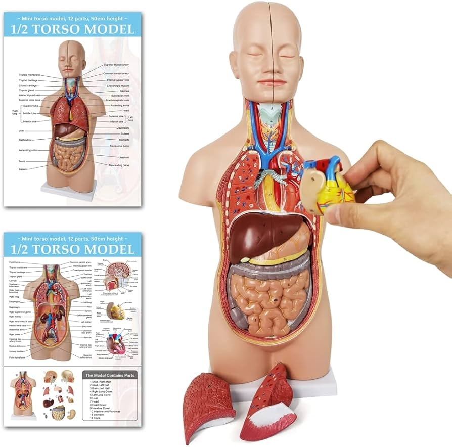 Amazon New 20 Removable 12 Parts Human Torso Model Showing Section Of Brain Neck Dissected Exposes Muscular Neural Vascular And Glandular Structure Anatomy Model For Medical Learning Display Toys Games Amazon New 20 Removable 12 Parts Human Torso Model Showing Section Of Brain Neck Dissected Exposes Muscular Neural Vascular And Glandular Structure Anatomy Model For Medical Learning Display Toys Games