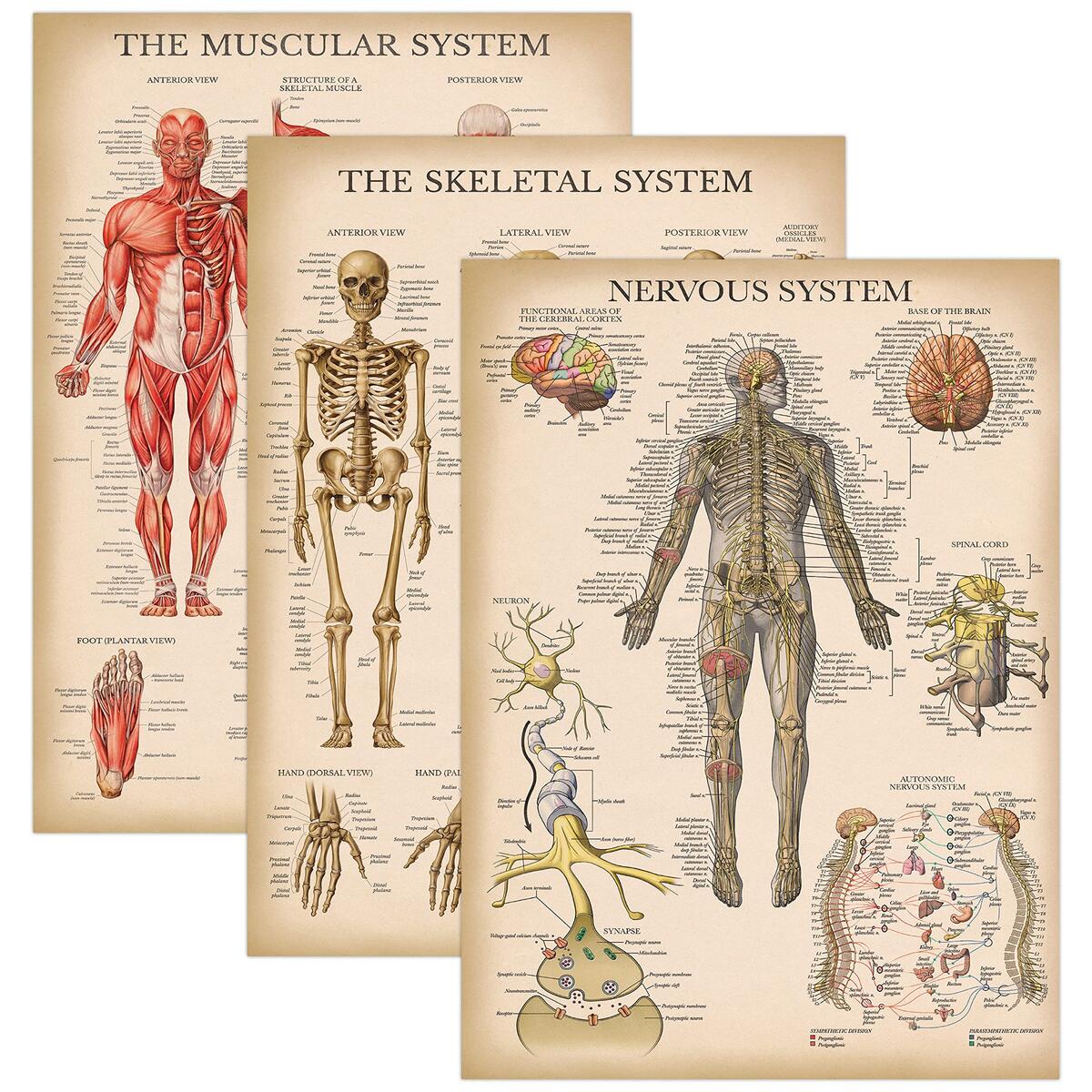 Amazon Palace Learning 3 Pack Vintage Muscle Skeleton Nervous System Anatomy Poster Set Muscular And Skeletal System Anatomical Charts Laminated 18 X 24 Palace Learning Industrial Scientific