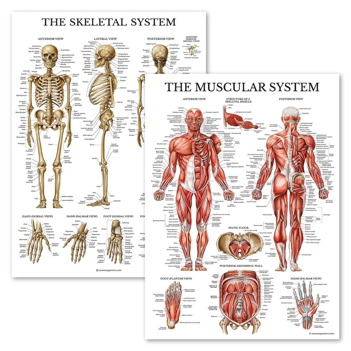 Amazon Palace Learning Muscular Skeletal System Anatomical Poster Set LAMINATED 2 Chart Set Human Skeleton Muscle Anatomy 18 X 24 Industrial Scientific