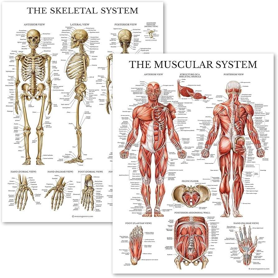 Amazon Palace Learning Muscular Skeletal System Anatomical Poster Set LAMINATED 2 Chart Set Human Skeleton Muscle Anatomy 18 X 24 Industrial Scientific Amazon Palace Learning Muscular Skeletal System Anatomical Poster Set LAMINATED 2 Chart Set Human Skeleton Muscle Anatomy 18 X 24 Industrial Scientific