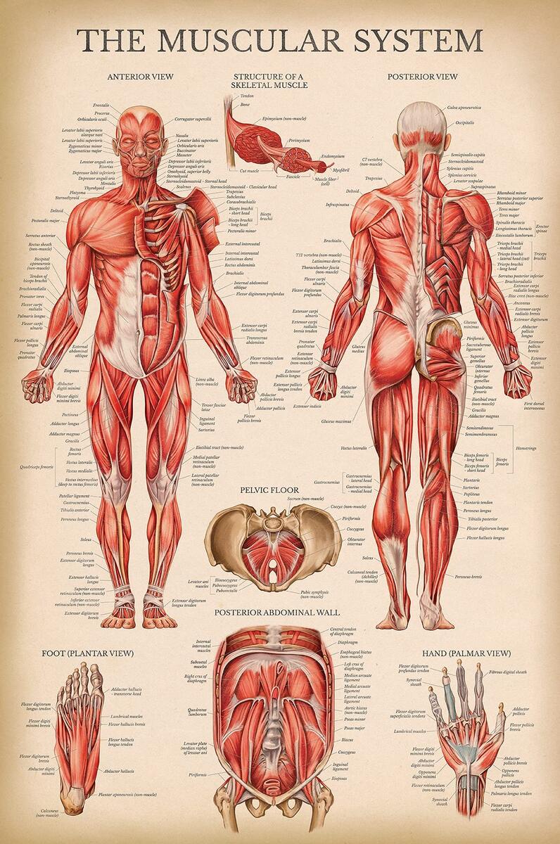 Amazon Palace Learning Vintage Muscular System Anatomical Chart Human Muscle Anatomy Poster LAMINATED 18 X 24 Palace Learning Industrial Scientific