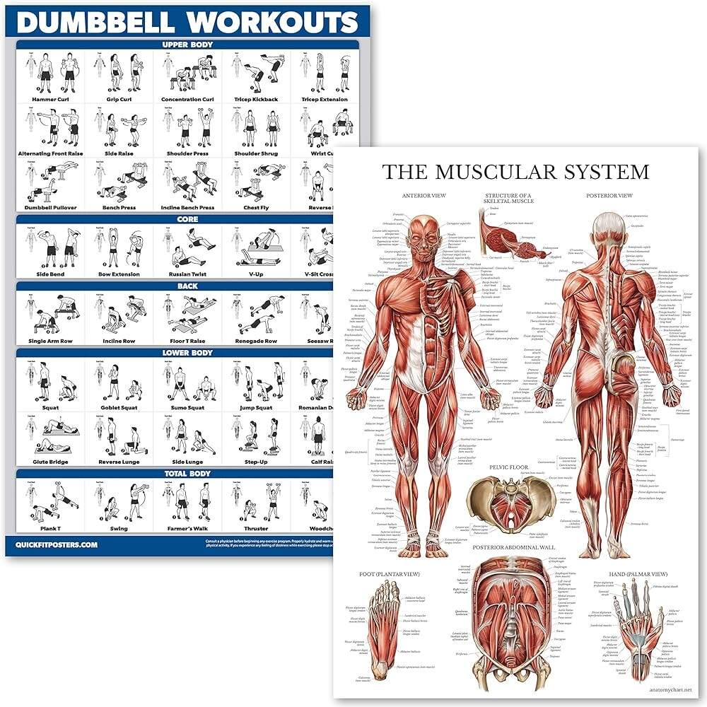 Amazon QUICKFIT Dumbell Workouts And Muscular System Anatomy Poster Set Laminated 2 Chart Set Dumbbell Exercise Routine Muscle Anatomy Diagram Laminated 18 X 24 Sports Outdoors