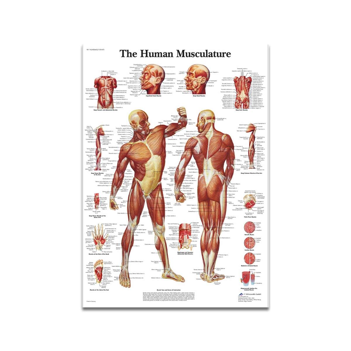 Anatomy Of The Human Body Diagram Royalty Free Vector VectorStock