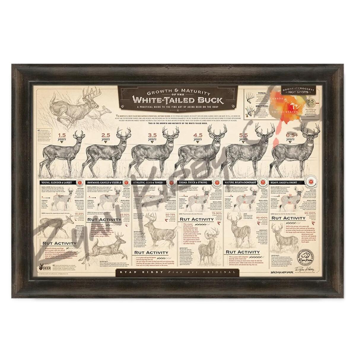 Amazon The Growth Maturity Of The White Tailed Buck Fine Art Paper Print Posters Prints