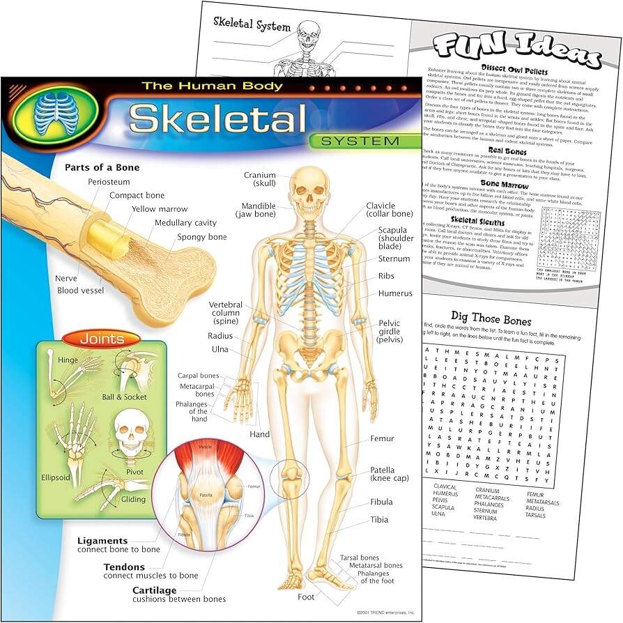 Amazon The Human Body Skeletal System Learning Chart Office Products