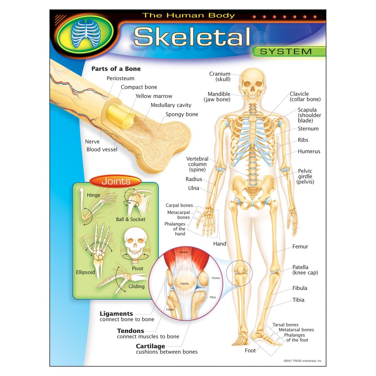 Amazon The Human Body Skeletal System Learning Chart Office Products