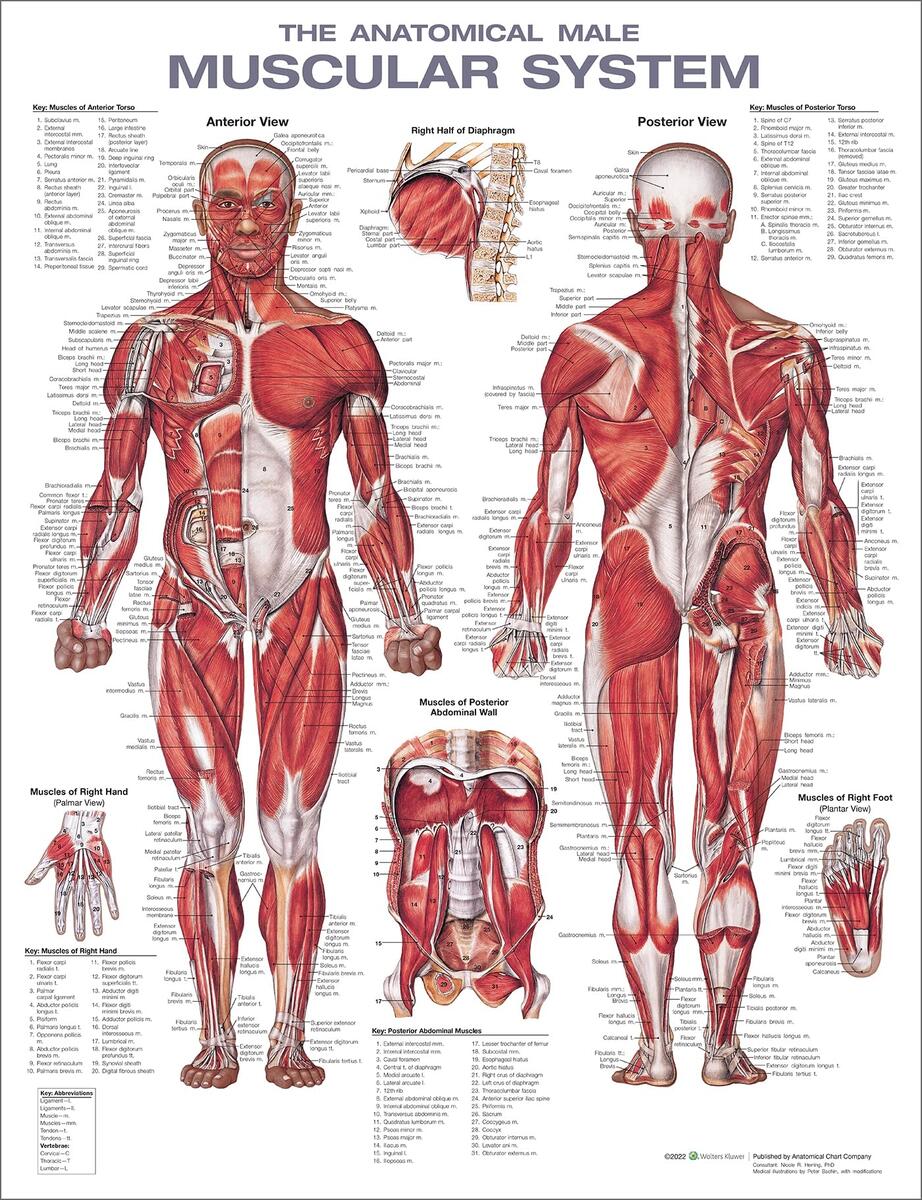 Amazon The Muscular System Anatomical Chart Laminated Nursery Anatomical Chart Company Industrial Scientific