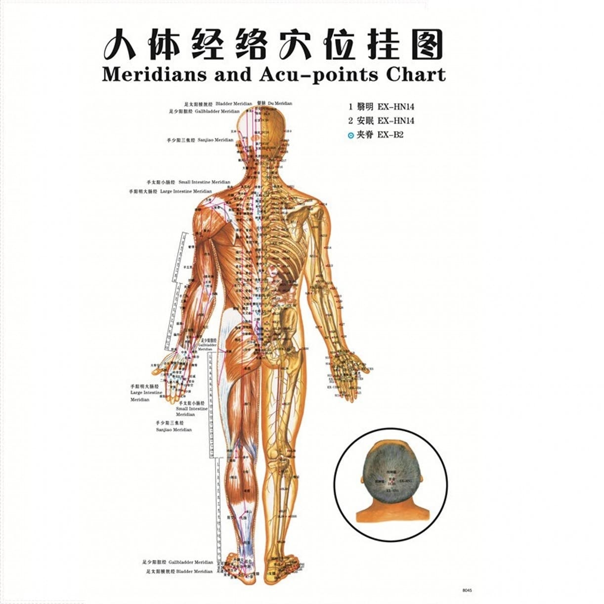 Amazon YJIUYUANQ The Body Meridians Knowledge Poster Therapy Reflexology Chart Trigger Point Wall Art Gift Poster 1PC As Show Office Products