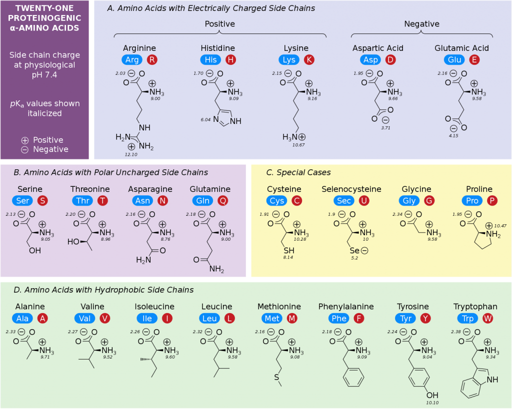 Amino Acid Chart ChemTalk Amino Acids Functions Structure And Types Technology Networks