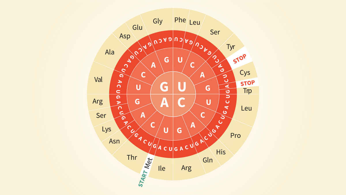 Amino Acids Functions Structure And Types Technology Networks Amino Acids Functions Structure And Types Technology Networks