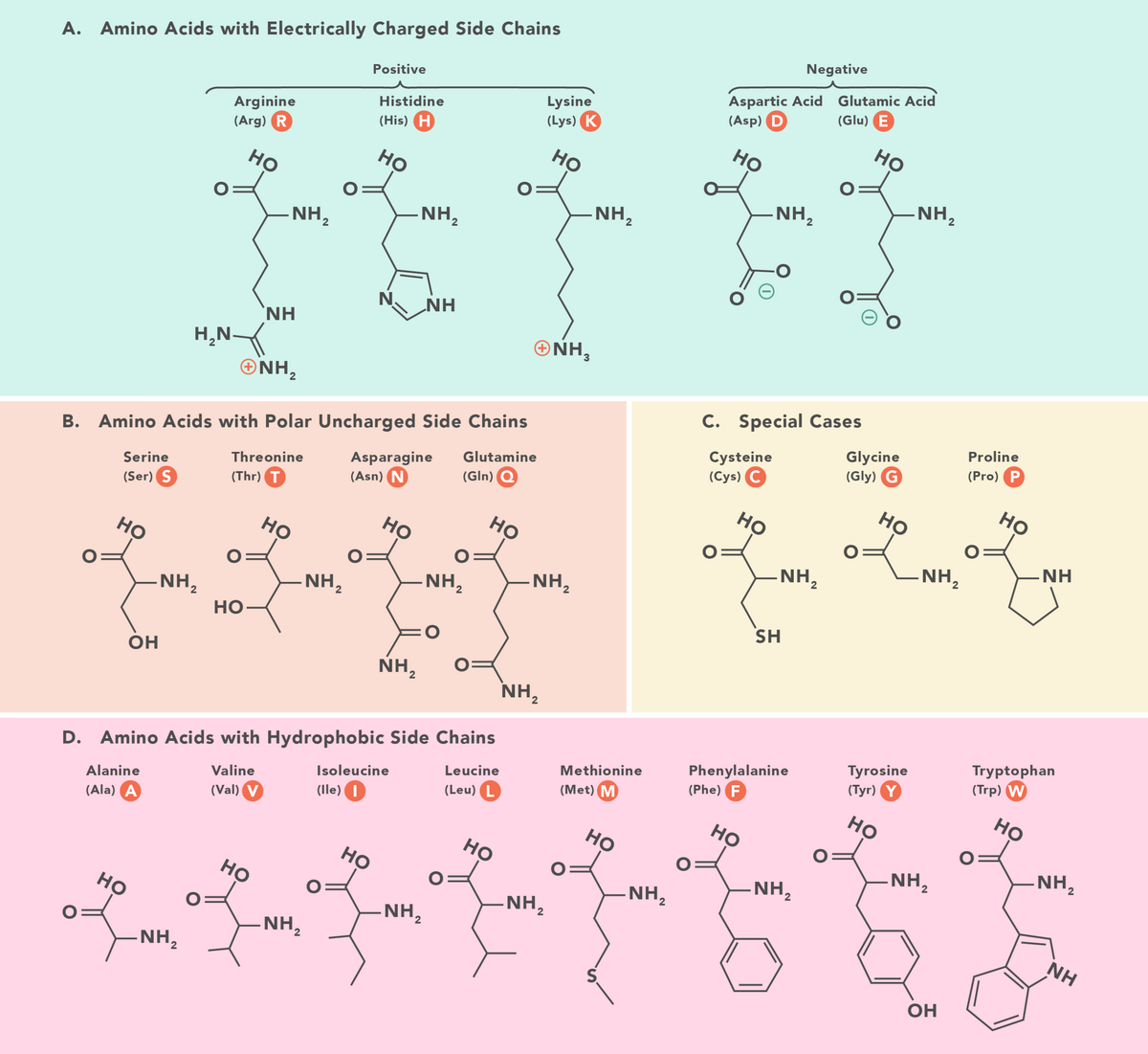 Amino Acids Functions Structure And Types Technology Networks Amino Acids Functions Structure And Types Technology Networks