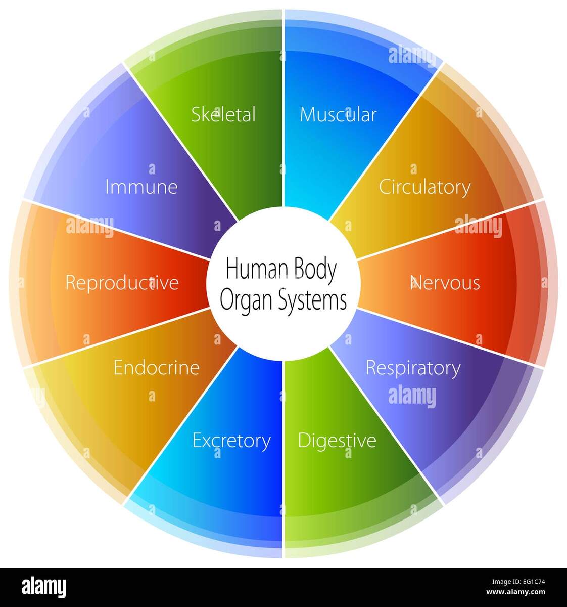An Image Of A Human Body Organ Systems Chart Stock Photo Alamy