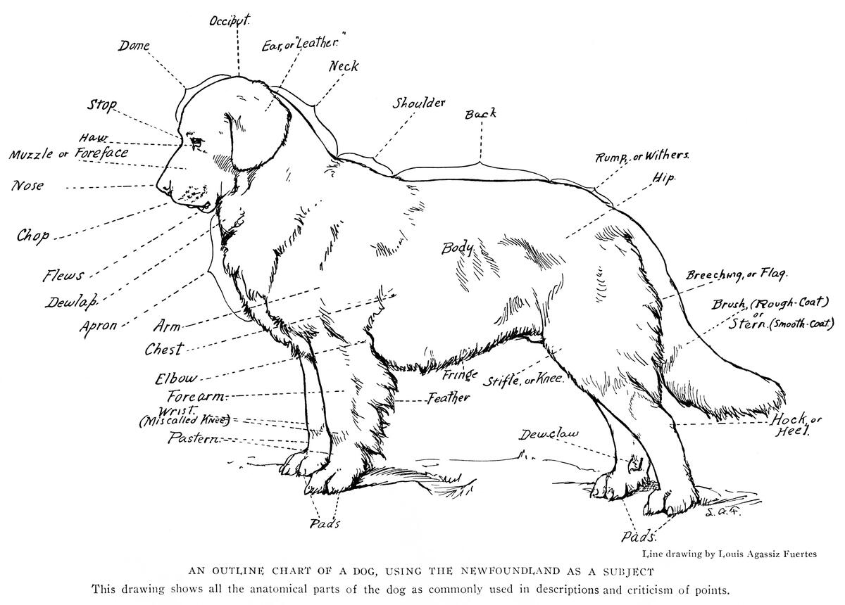 Hill S Body Condition Scoring Chart VetFolio