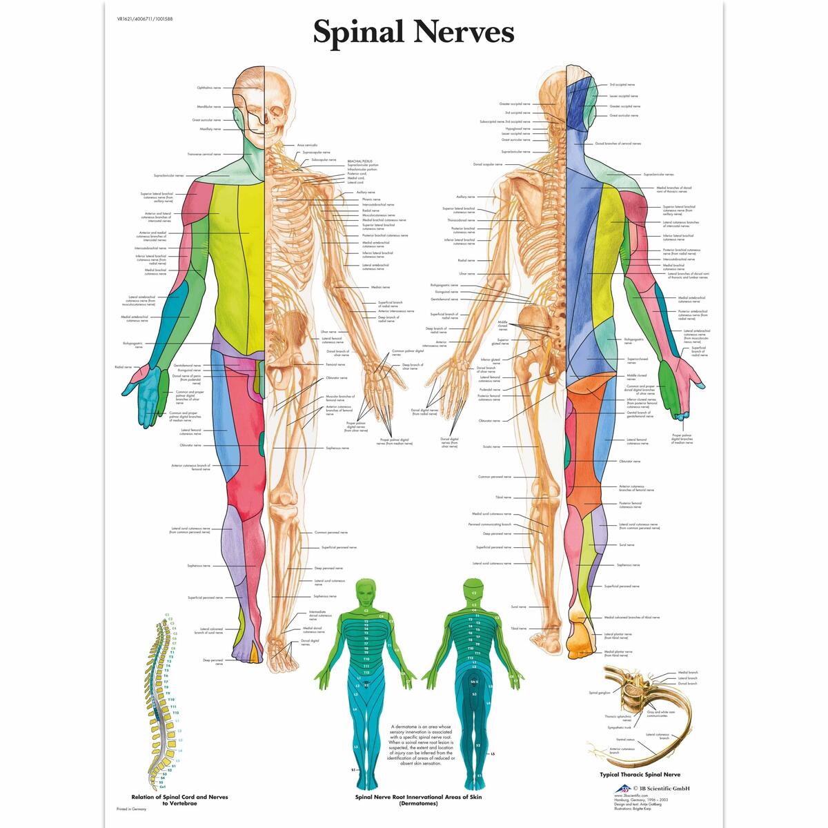 Anatomical Charts And Posters Anatomy Charts Spinal Nerves Laminated Chart