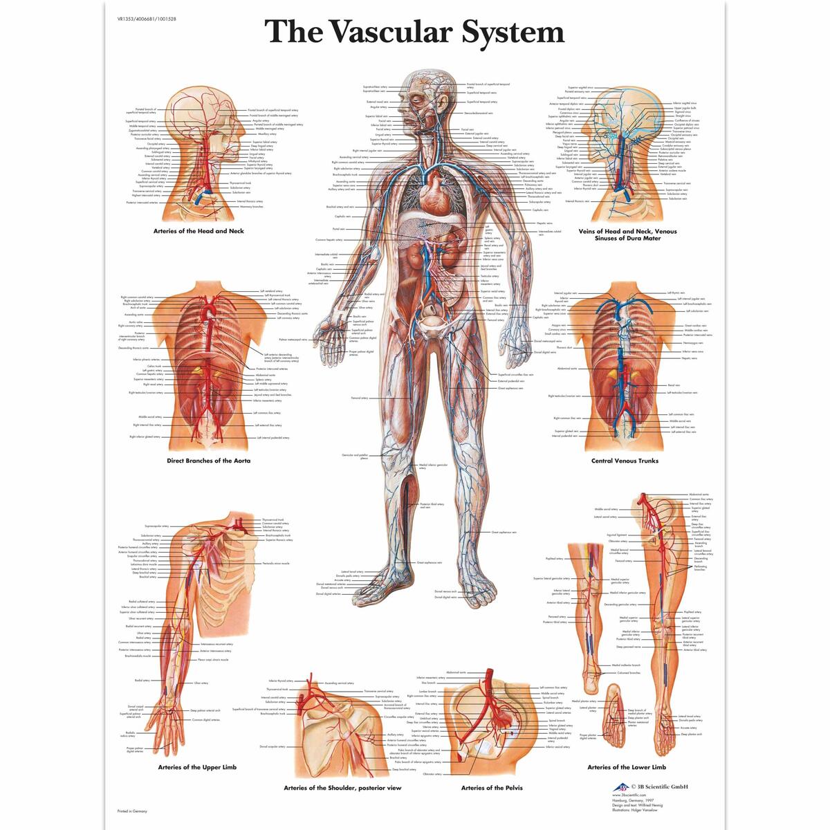 Circulatory Pathways Anatomy And Physiology II