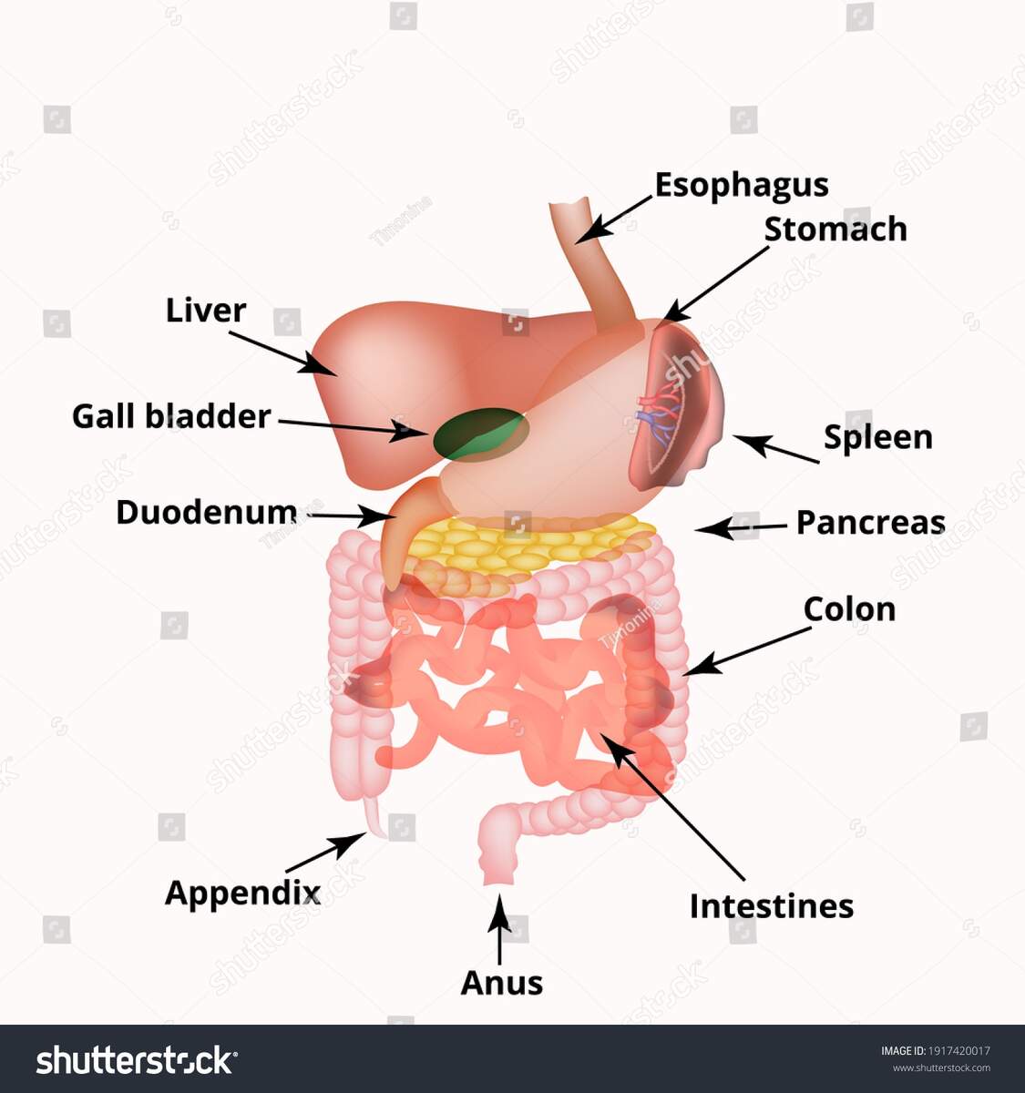 Your Appendix And Parkinson S Disease The Science Of Parkinson S