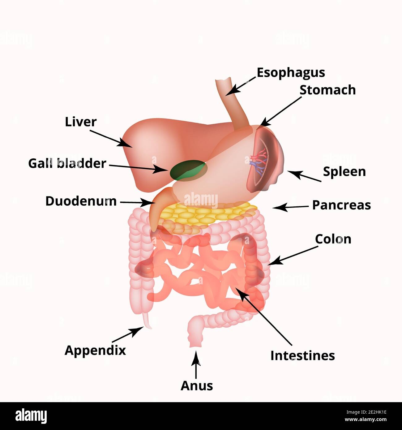 Anatomical Structure Of The Abdominal Organs Spleen Liver Gallbladder Stomach Intestines Colon Pancreas Vector Illustration Stock Vector Image Art Alamy
