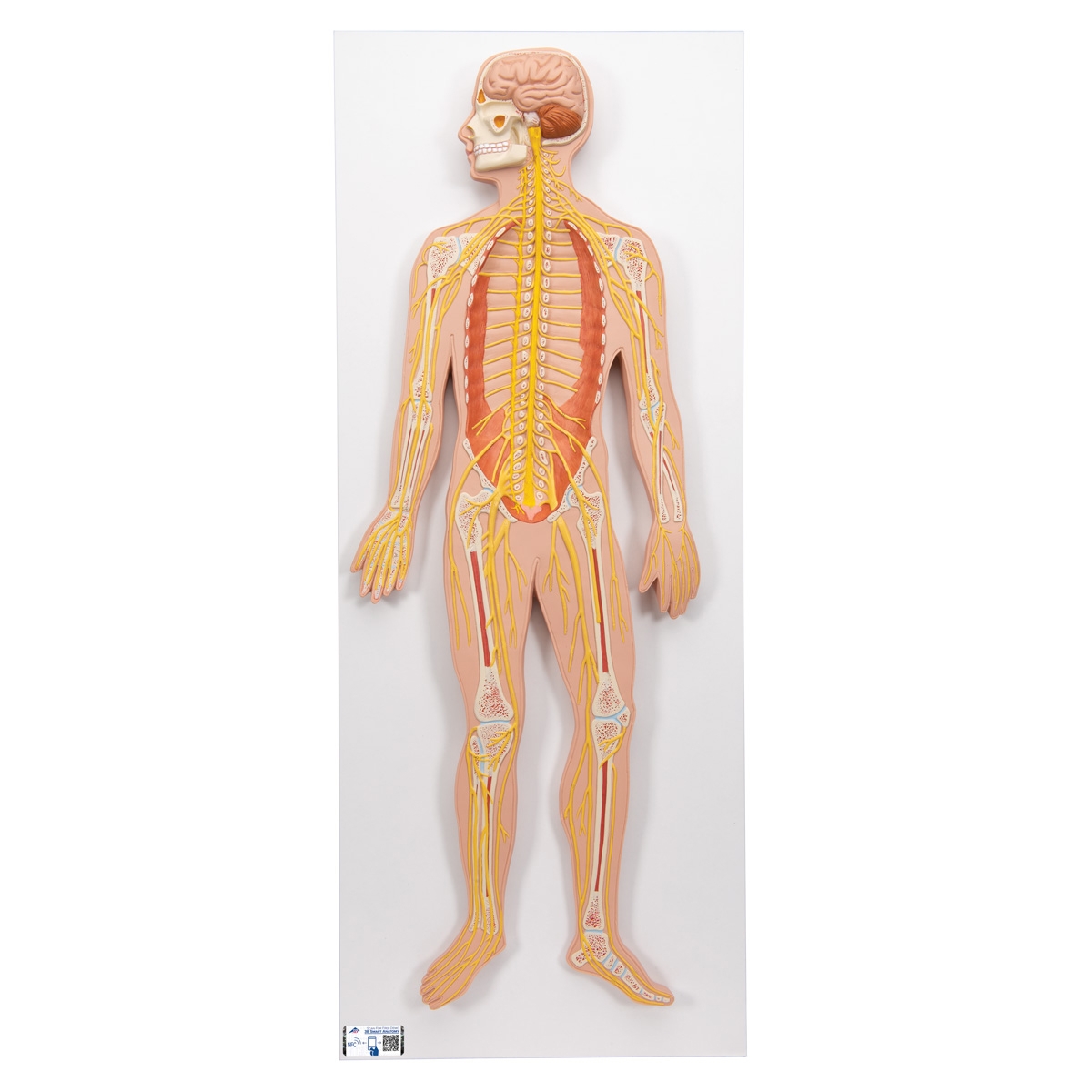 Anatomical Teaching Model Plastic Nervous System Model Anatomical Teaching Model Plastic Nervous System Model