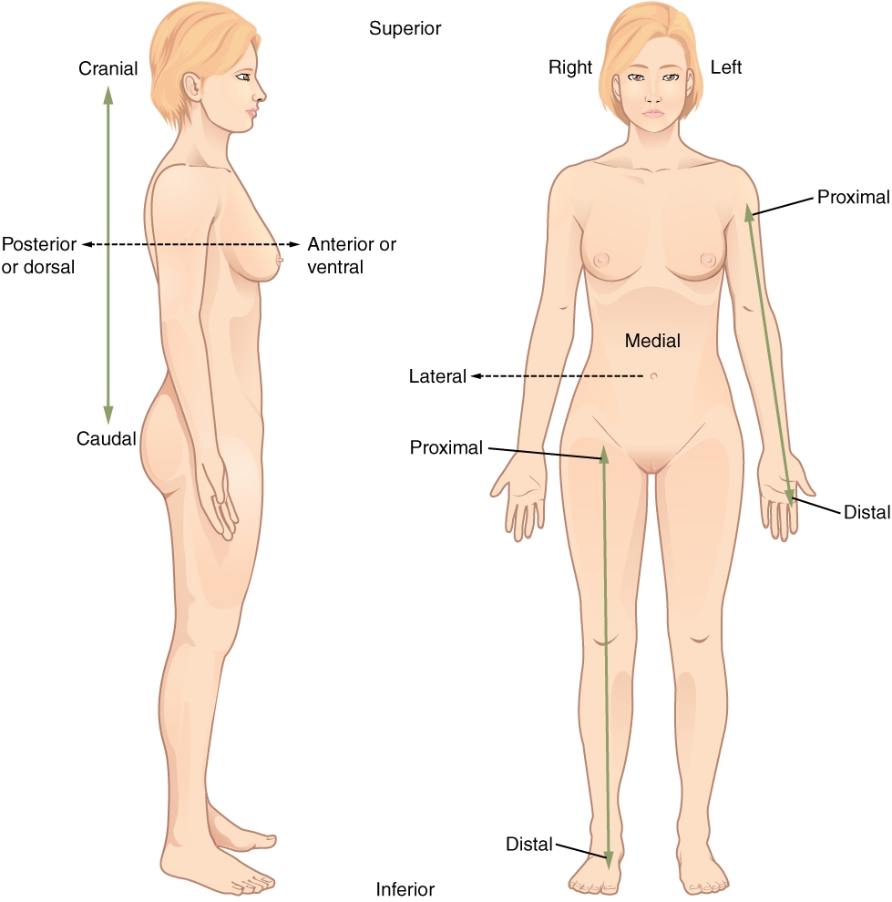 Chapter 1 Body Structure Human Anatomy And Physiology I