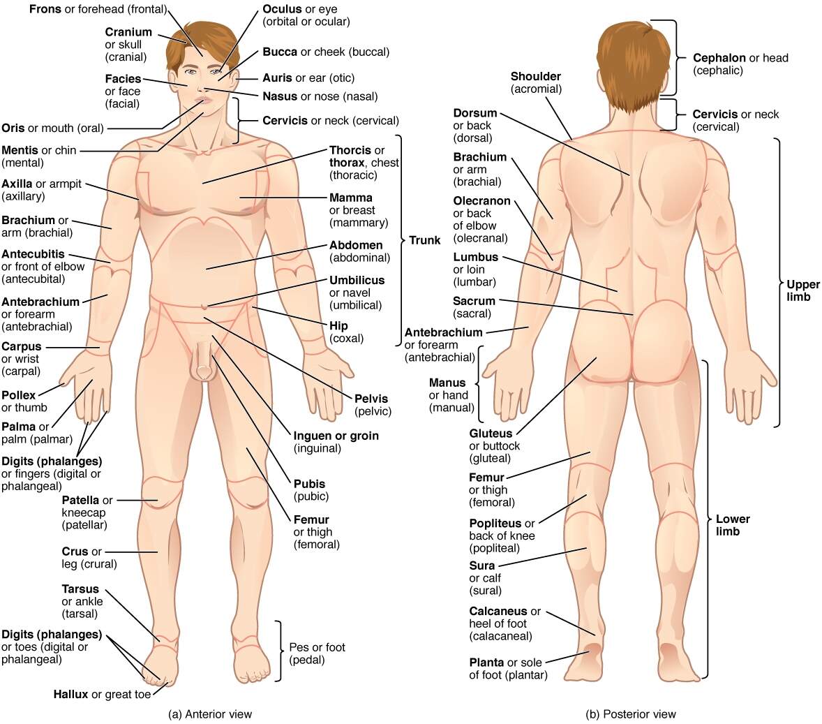 Anatomical Terminology Anatomy And Physiology I Anatomical Terminology Anatomy And Physiology I