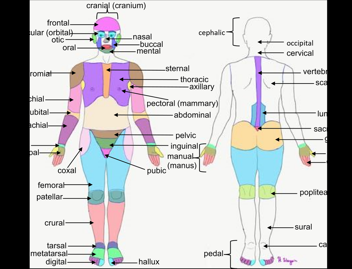 Anatomical Terminology And Organ Systems Lab Anatomy And Physiology I OER Lab Manual