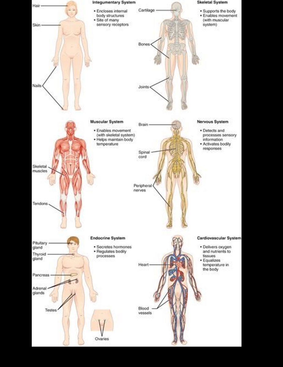 Anatomical Terminology And Organ Systems Lab Anatomy And Physiology I OER Lab Manual