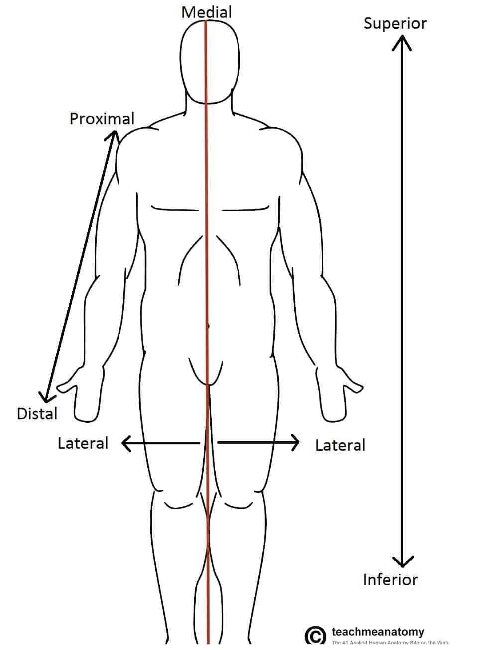 Anatomical Terms Of Location Definitions Examples TeachMeAnatomy