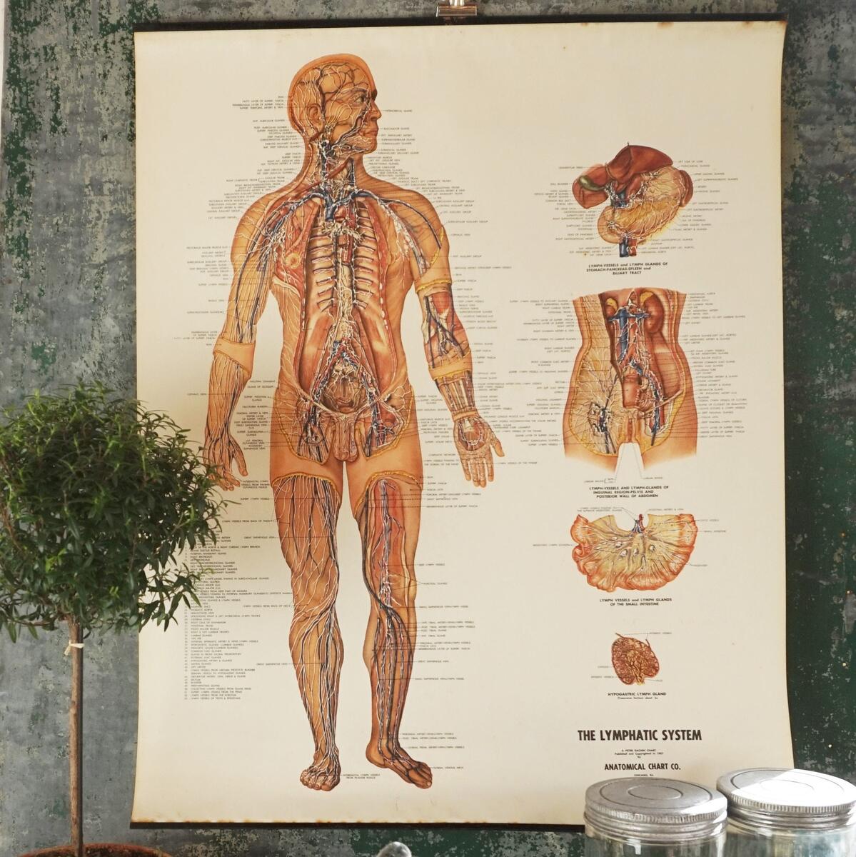 Anatomy Chart Authentic Vintage Human Diagram From 1957 Anatomical Chart Co The Lymphatic System Etsy