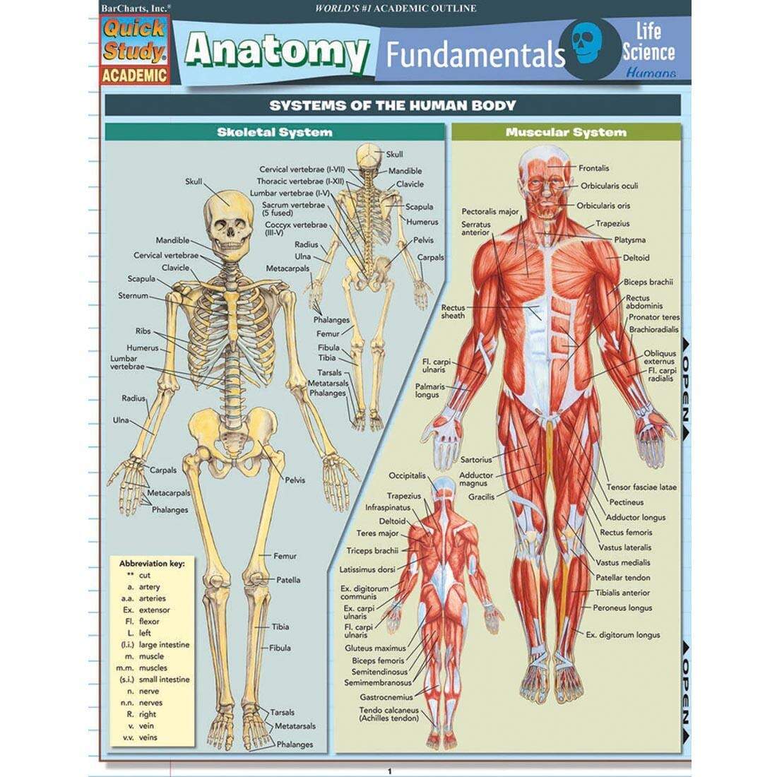 Maxwell Quick Medical Reference 2025 Human Muscular System Chart Laminated Quick Reference Guide For Medical Pros Body Mass Index Chart