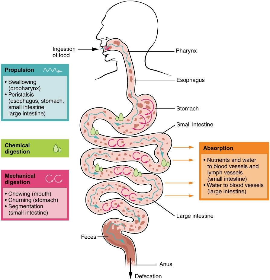 Anatomy Of The Digestive System Medical Terminology An Interactive Approach