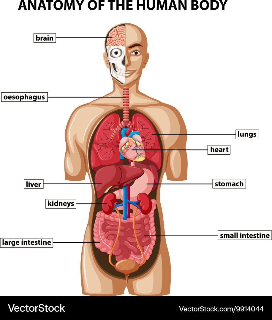 Anatomy Of The Human Body Diagram Royalty Free Vector VectorStock