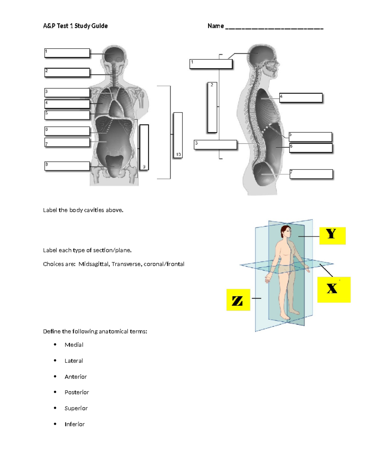 Anatomy Physiology Test 1 Study Guide Body Cavities Terms Studocu