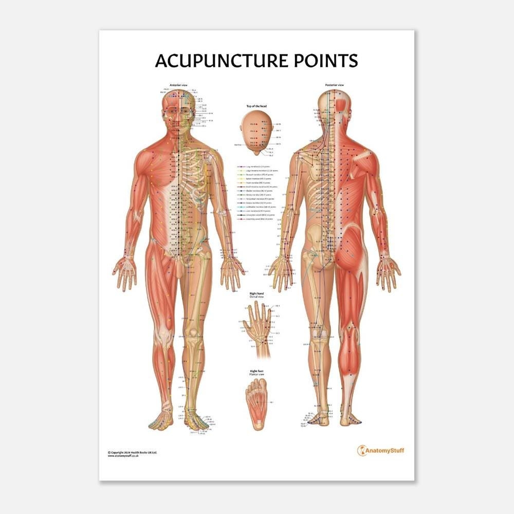 Anatomystuff Acupuncture Points Chart Etsy