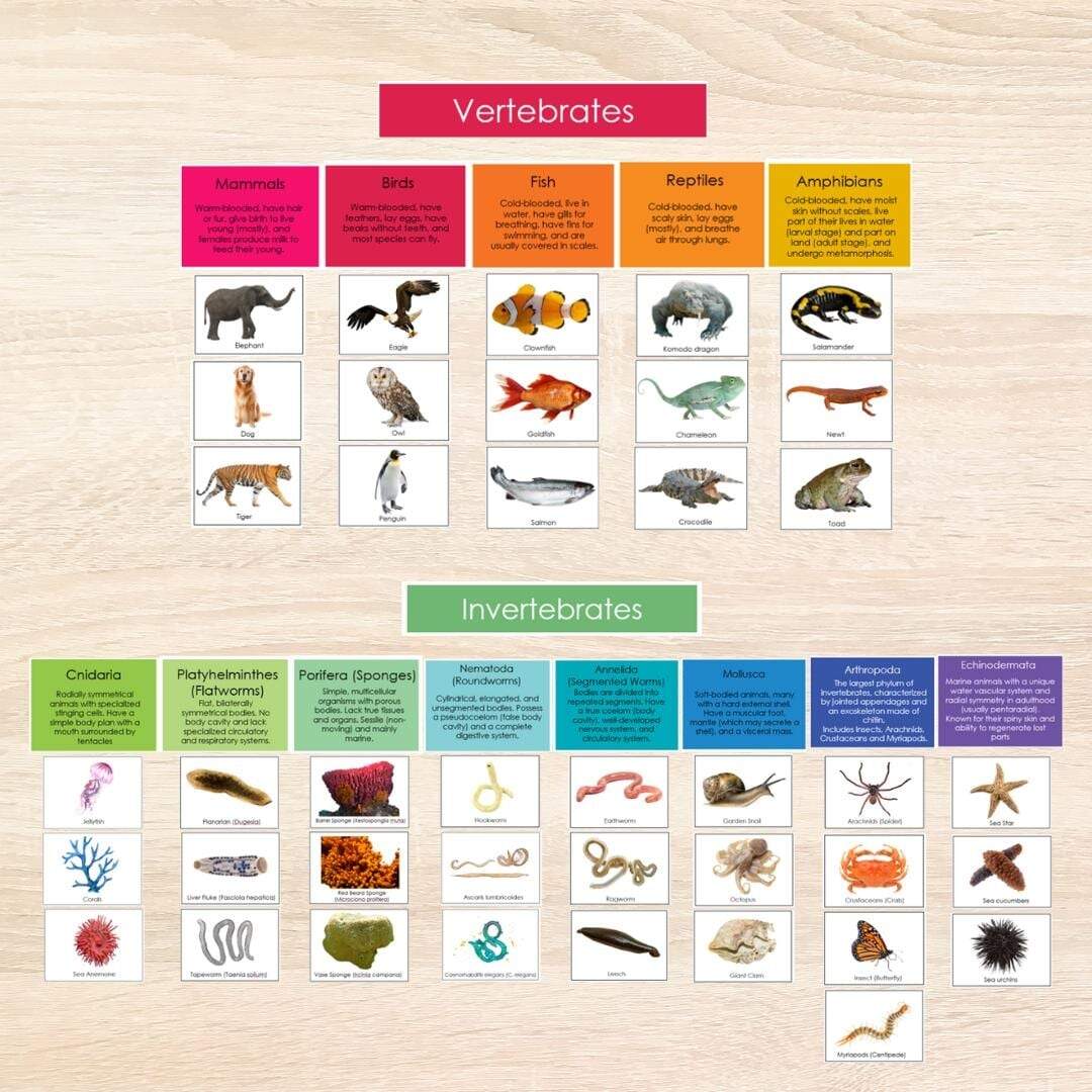 Animal Kingdom Vertebrates And Invertebrates English Unit Etsy