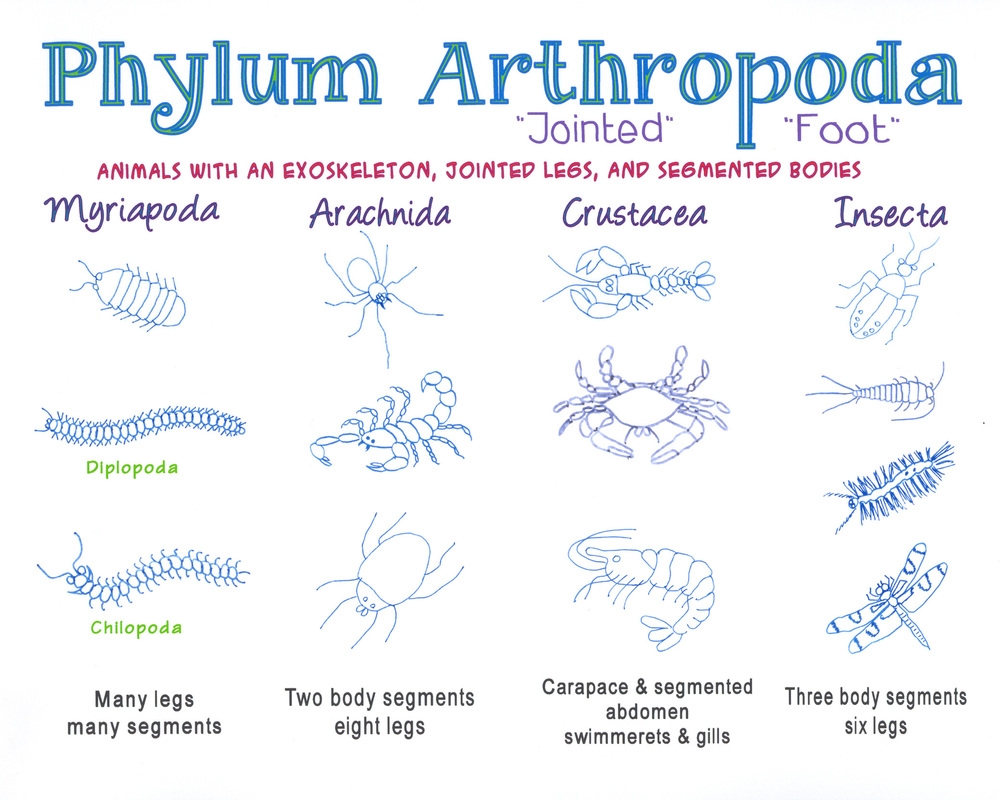 Anthropoda The Study Of The Muscular System